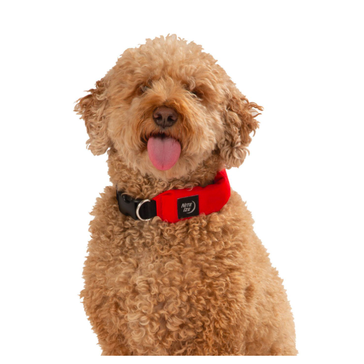 COLLIER ET LAISSE RETRACTABLE 91CM RADDOG TM ROUGE