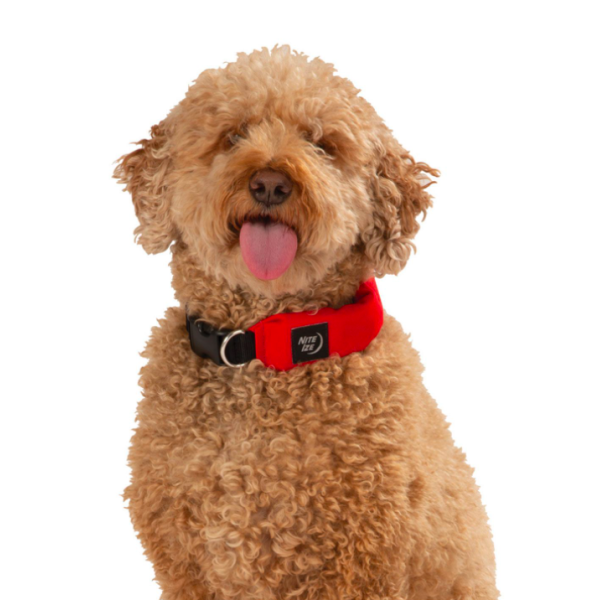 COLLAR AND RETRACTABLE LEAD 91CM RADDOG TM RED