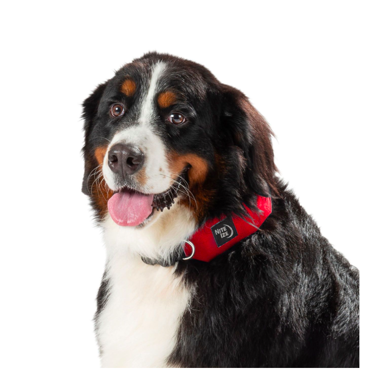 COLAR E CHUMBO RETRÁTIL 91CM RADDOG TXL VERMELHO