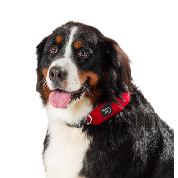 COLAR E CHUMBO RETRÁTIL 91CM RADDOG TXL VERMELHO