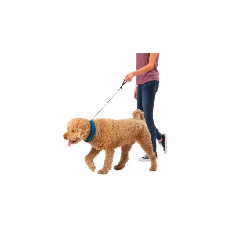 COLLAR AND RETRACTABLE LEAD 91CM RADDOG TM BLUE