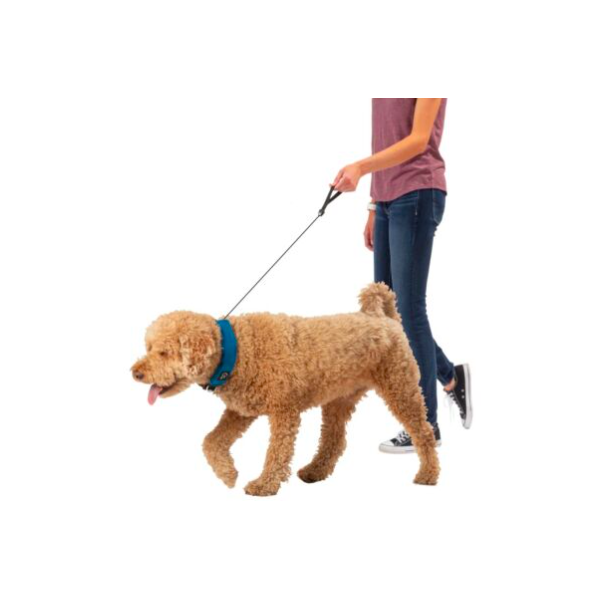COLLIER ET LAISSE RETRACTABLE 91CM RADDOG TM BLEU