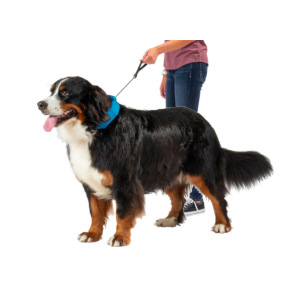 COLLAR AND RETRACTABLE LEAD 91CM RADDOG TXL BLUE