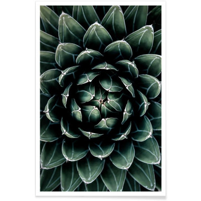 AFFICHE CACTUS HEART 60x90