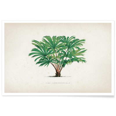 AFFICHE LES PALMIERS 33 KERCHOVE60x90