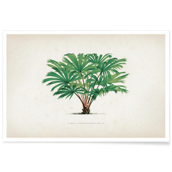 POSTER THE PALMI ERS 33 KERCHOVE 60x90