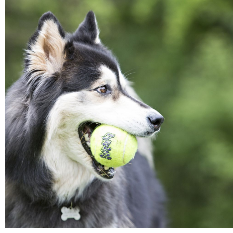 SQUEAKAIR BALLS SQUEAKAIR BALLS MOUTHY TENNIS BALL (X3)