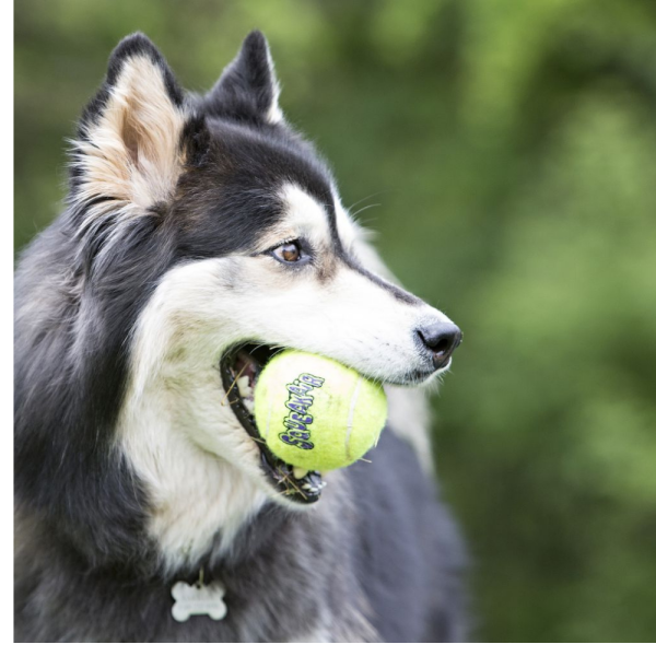 SQUEAKAIR BALLS SQUEAKAIR BALLS MOUTHY TENNIS BALL (X3)