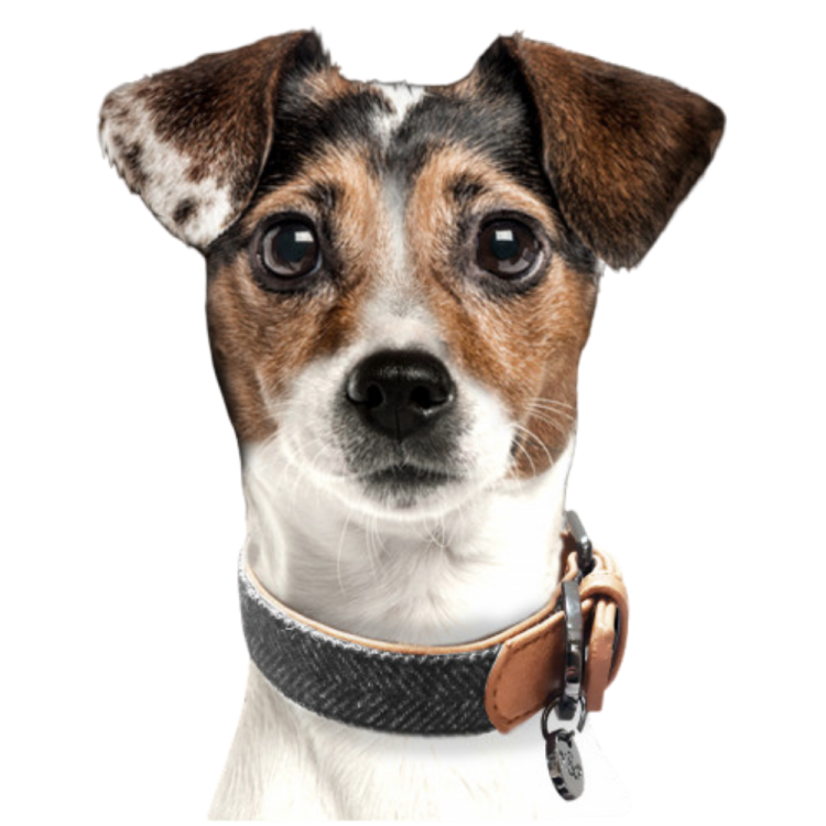 COLLIER ARCHIBALD POUR CHIEN 45X3 CM TWEED GRIS ET CAMEL