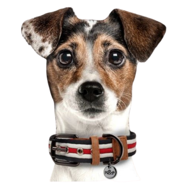COLAR DE HERANÇA PARA CÃES 60X3 CM COURO E TESTE PADRÃO