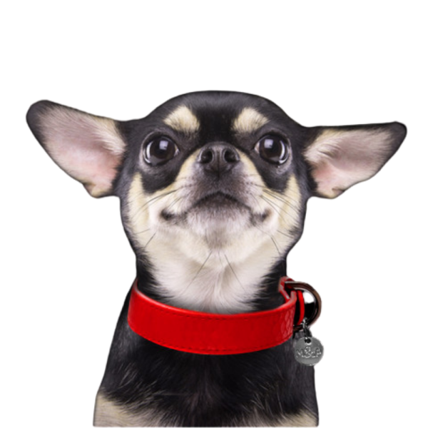 COLAR SAFIRA PARA CÃES 40X2 CM DE COURO VERMELHO