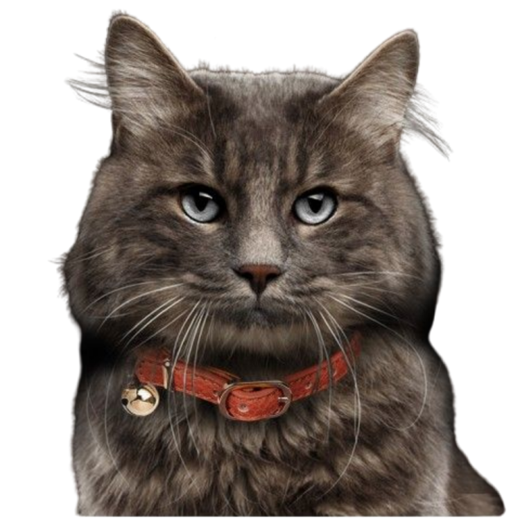 COLAR PARA COURO PRETO CAT BERLIOZ 30 X1