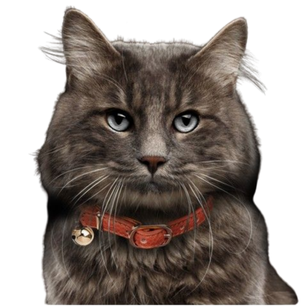 COLAR PARA COURO PRETO CAT BERLIOZ 30 X1