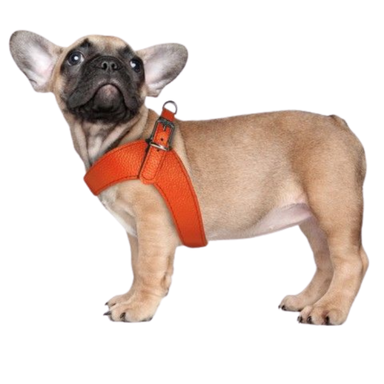 HARNESS DANDY 45 CM ORANGE LEATHER