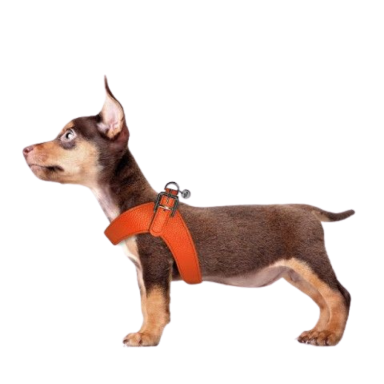 HARNESS DANDY 45 CM ORANGE LEATHER