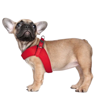 HARNAIS DANDY 40 CM CUIR ROUGE 2