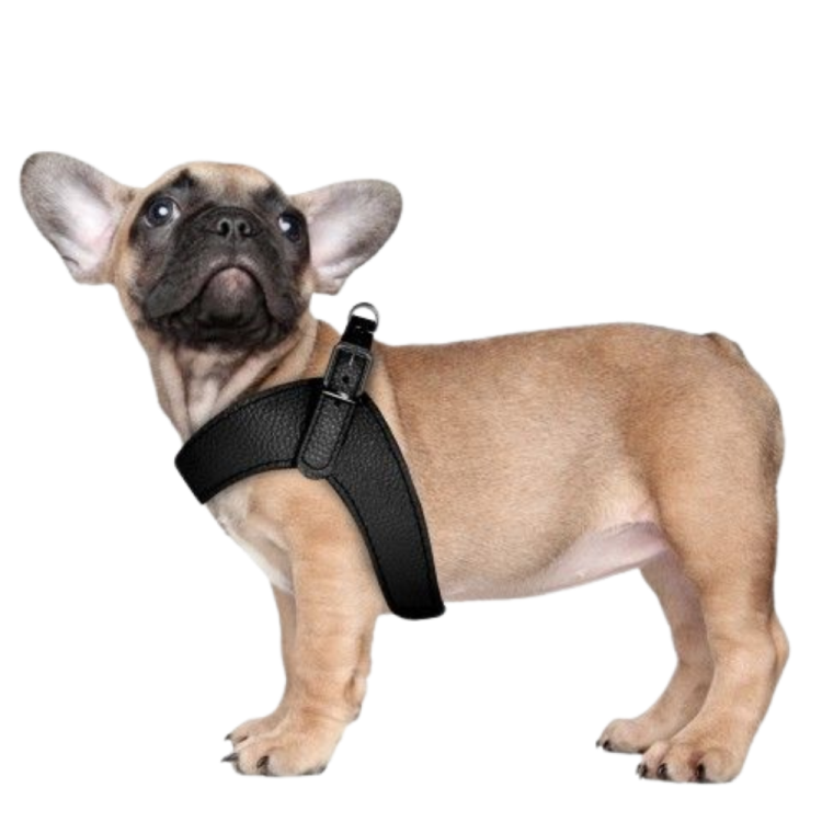 HARNESS DANDY 35 CM BLACK LEATHER