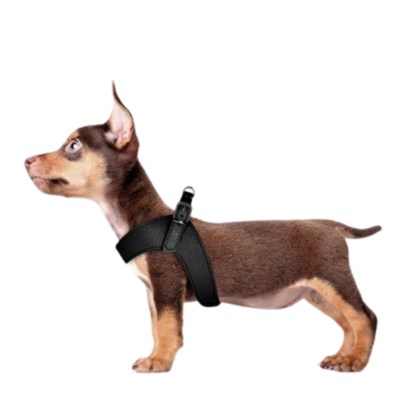 HARNESS DANDY 35 CM BLACK LEATHER