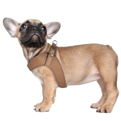 HARNAIS DANDY 50 CM CUIR CAMEL 2