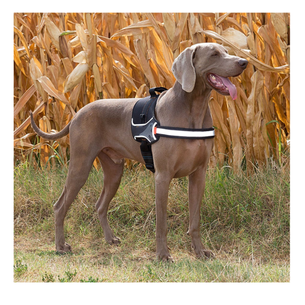HERCULES LARGE BLACK HARNESS