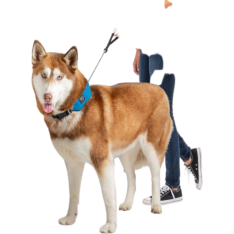 COLLAR AND RETRACTABLE LEAD 91CM RADDOG TL BLUE