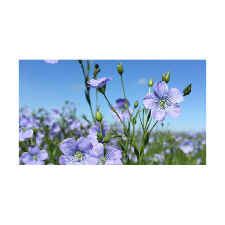 LINSEED OIL + THEREBENTINE 1 L