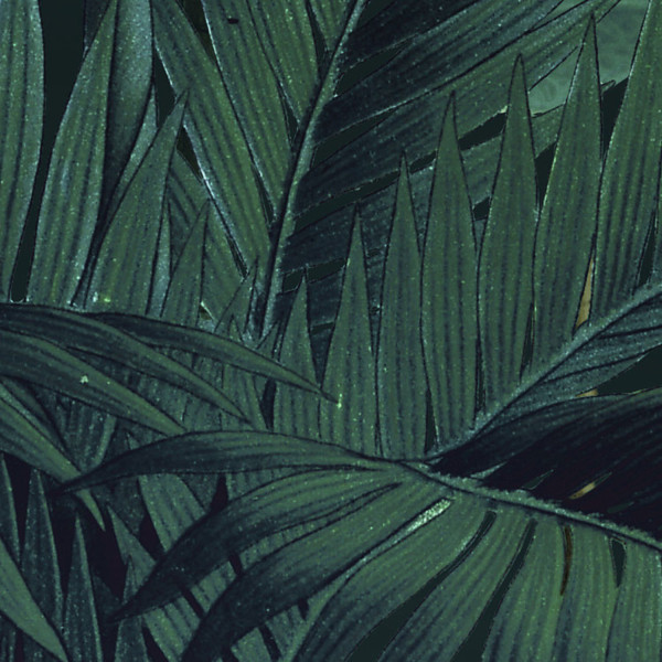 XXL POSTER DIGITAL PRINT ''JUNGLE NIGHT'' 200 X 250 CM