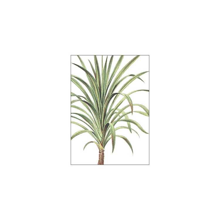 POSTER HONSHUSET PALMS DRACAENA NUTANS A3