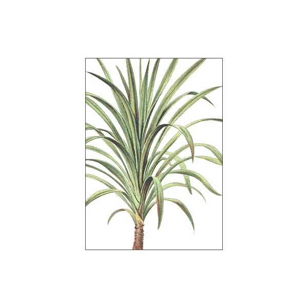 POSTER HONSHUSET PALMS DRACAENA...