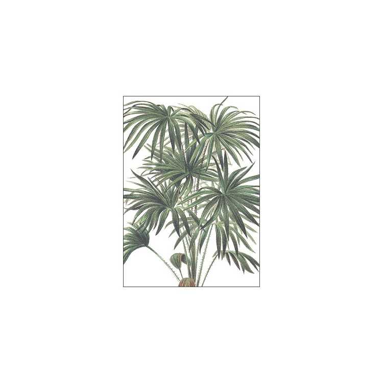POSTER HONSHUSET PALMS LIVISTONA AUSTRALIS A4 