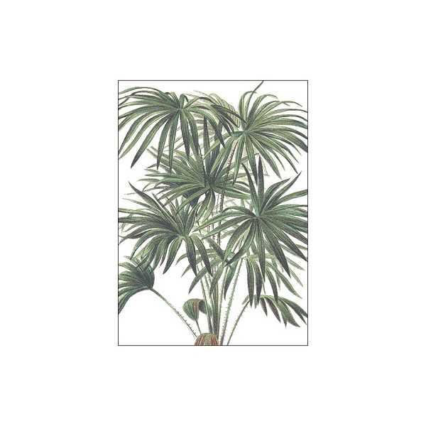 POSTER HONSHUSET PALMS LIVISTONA...