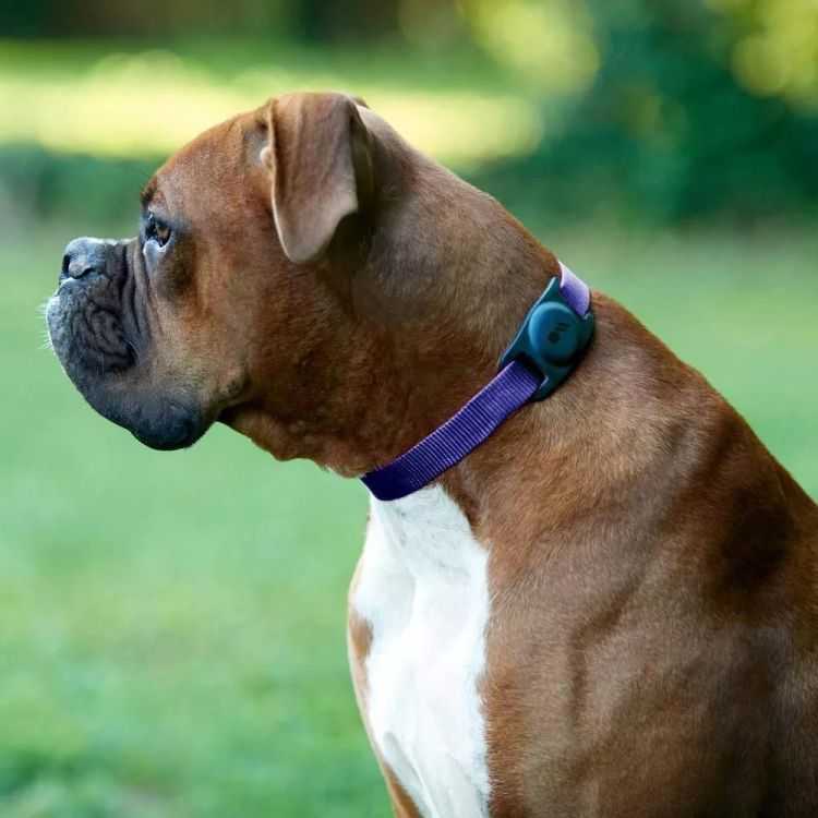 SUP HOLDER FOR BLUE AND BLACK DOG COLLAR