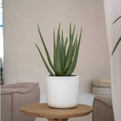 ALOE ARTIFICIEL POT M VERT 2