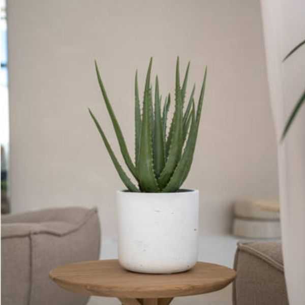 ALOE ARTIFICIEL POT M VERT