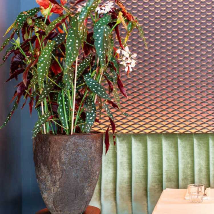 POT DE FLEUR BERND MARRON IMPERIAL