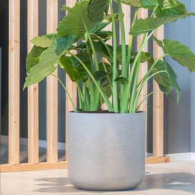 POT DE FLEUR CHARLIE XXL 2