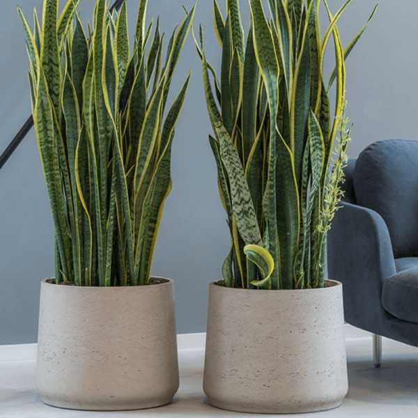 PATT XXX LG RIS LAVA FLOWER POT