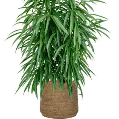 PATT L VASO DE FLOR DE PALHA 2