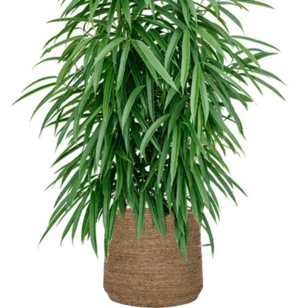 PATT L VASO DE FLOR DE PALHA