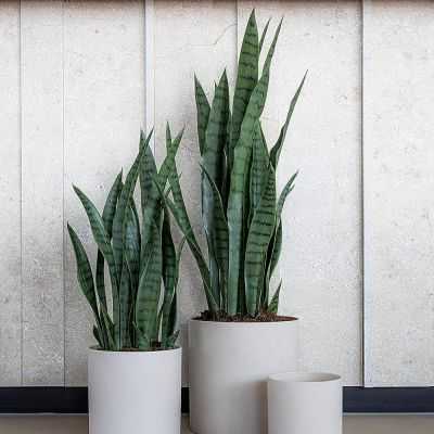 SANSEVIERIA ARTIFICIEL EN POT S VERT 2
