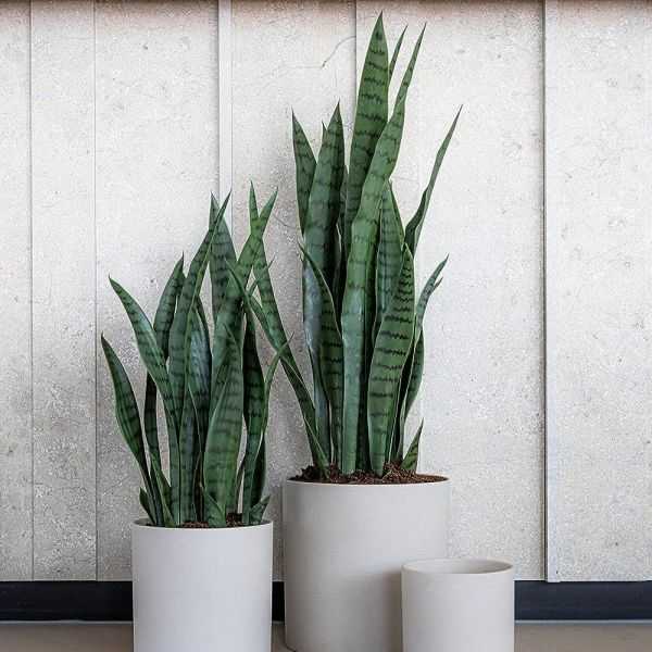SANSEVIERIA ARTIFICIEL EN POT S VERT