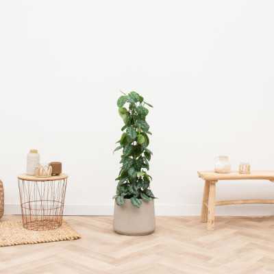 POT DE FLEUR JUMBO PATT BLANC DELAVE 2