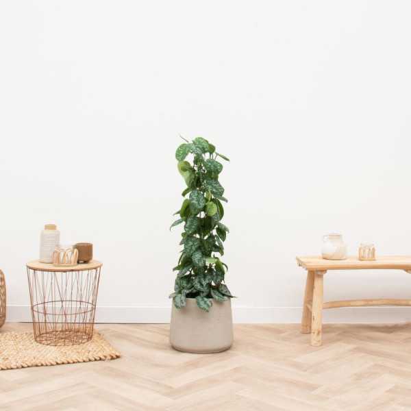 POT DE FLEUR JUMBO PATT BLANC DELAVE