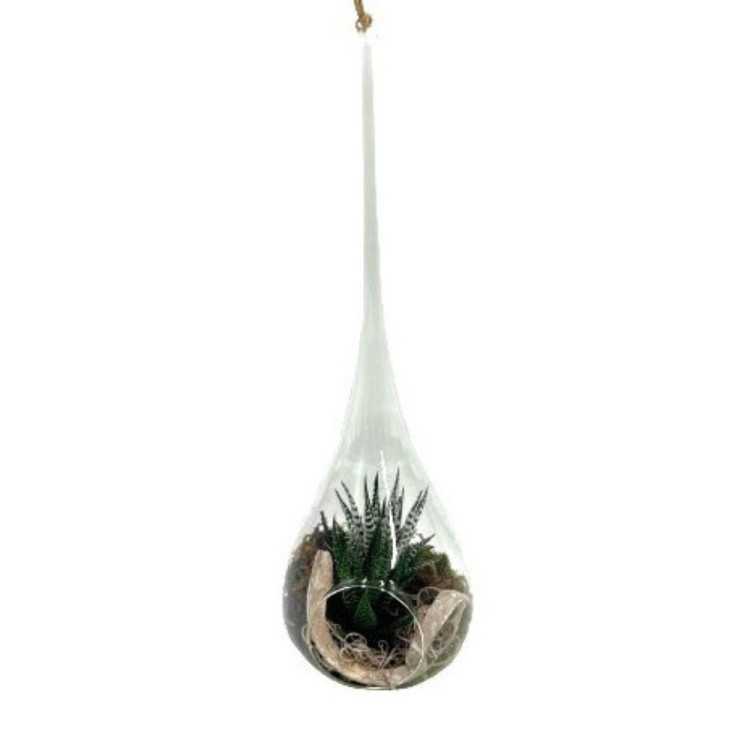 SUCCULENTE D11V  HDR11 GOUTTE VERTE