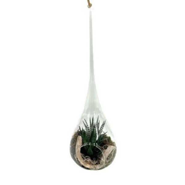 SUCCULENTE D11V  HDR11 GOUTTE VERTE