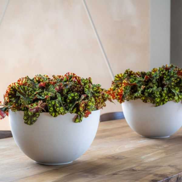 POT DE FLEUR PETER S