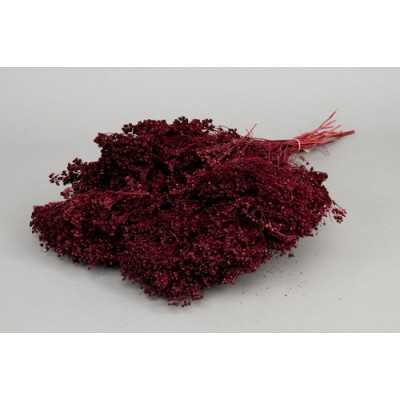 BROOM BLOOM BORDEAUX H50 CM
