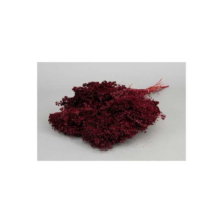BROOM BLOOM BORDEAUX H50 CM