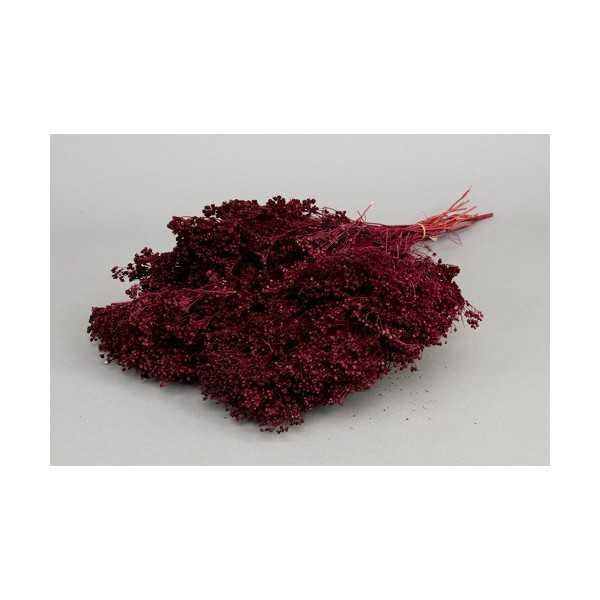 BROOM BLOOM BORDEAUX H50 CM