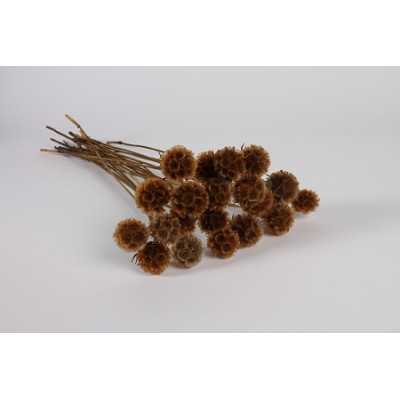 SCABIEUSE SECHEE NATURELLE...